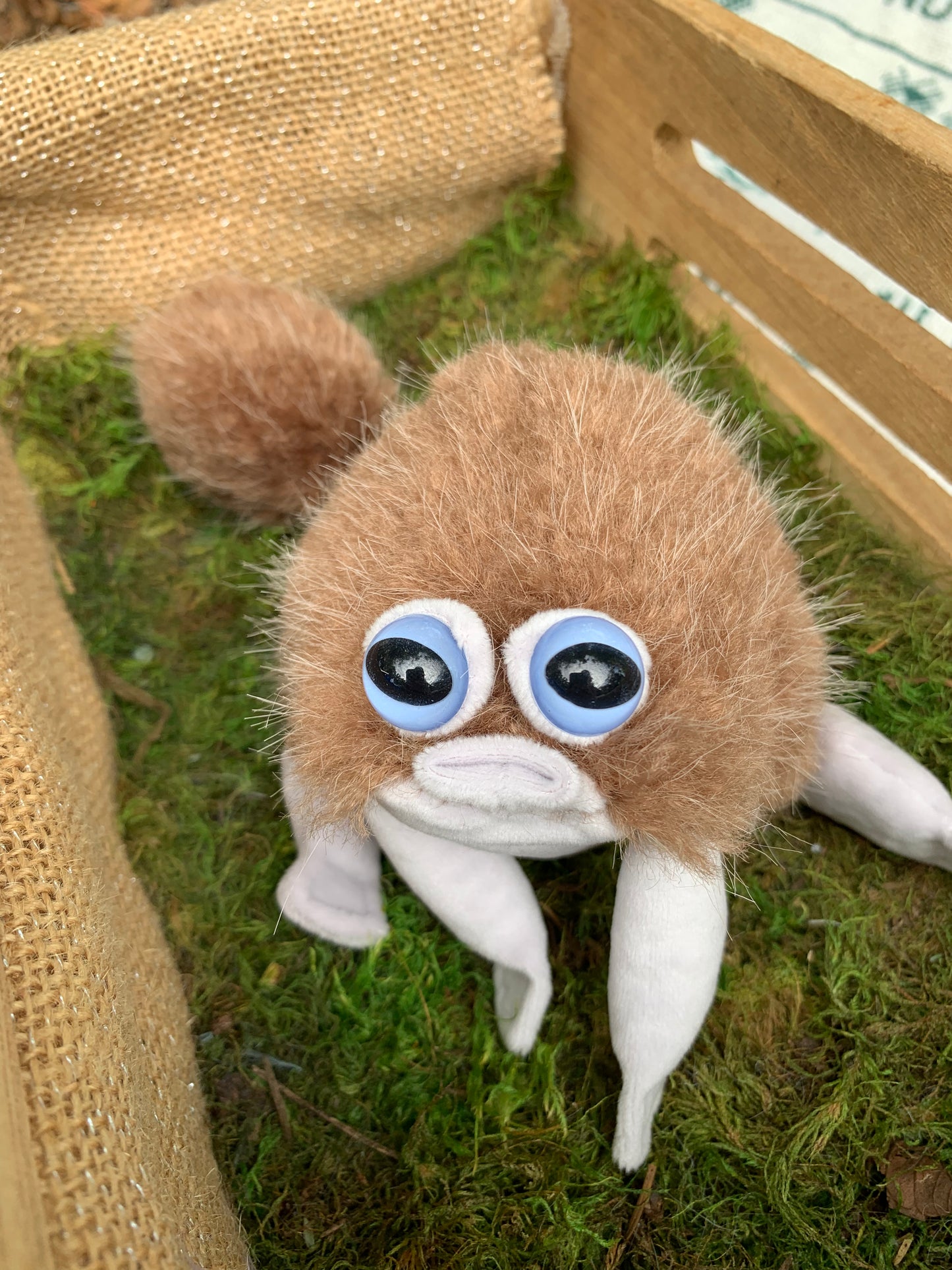 Brown/Sky Squeep hf84