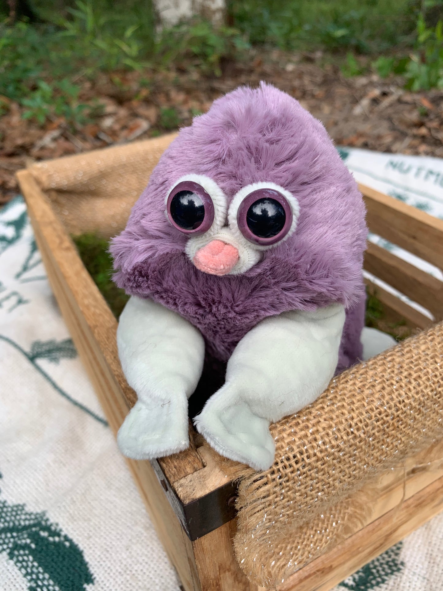 Edler Berrry/Pale Green Squirby fje0r